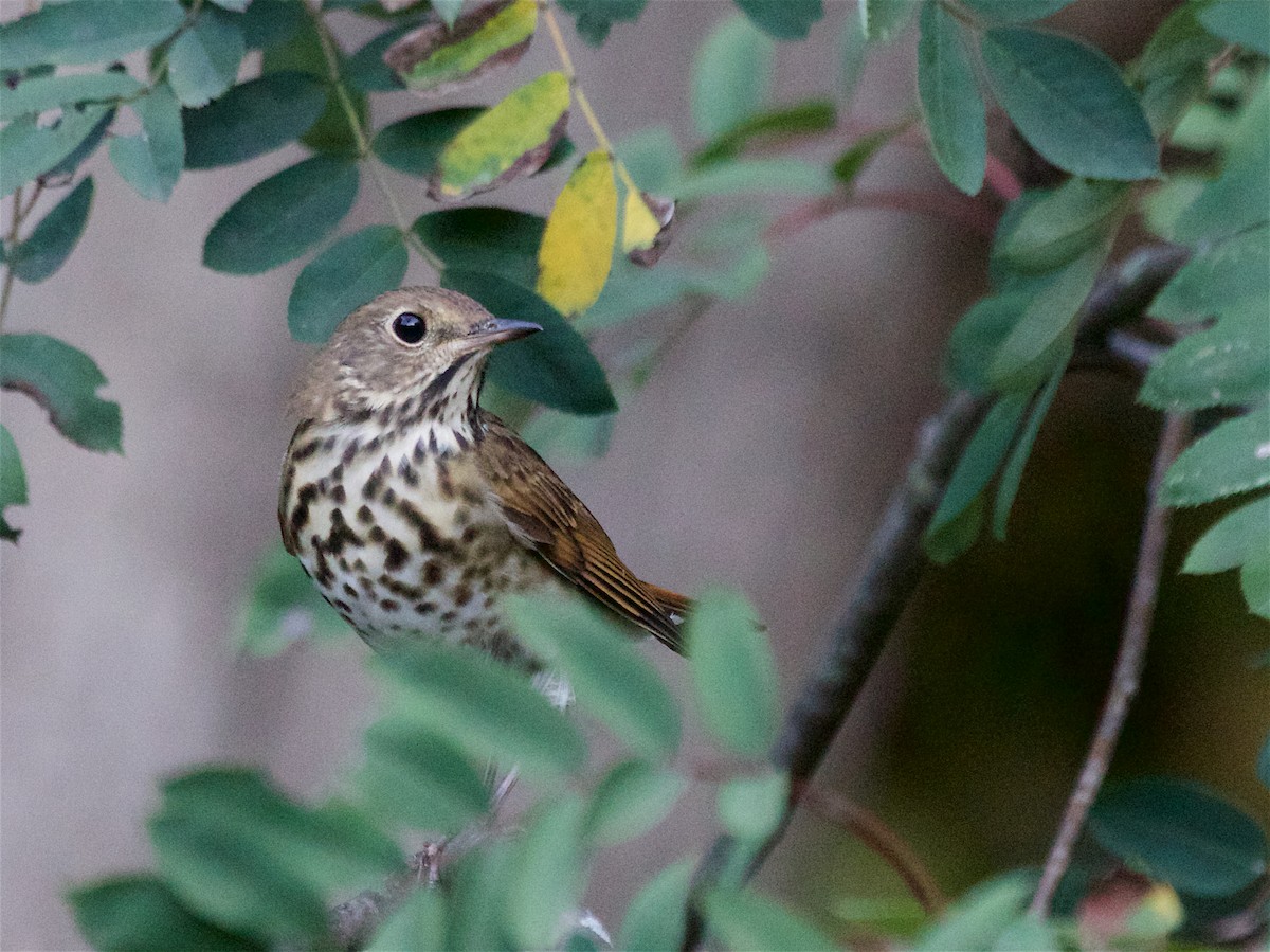 Hermit Thrush - ML642893831