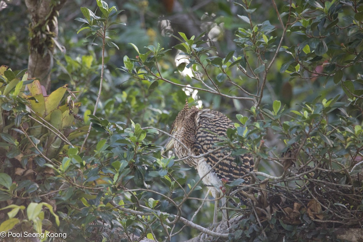Bare-throated Tiger-Heron - ML642893832