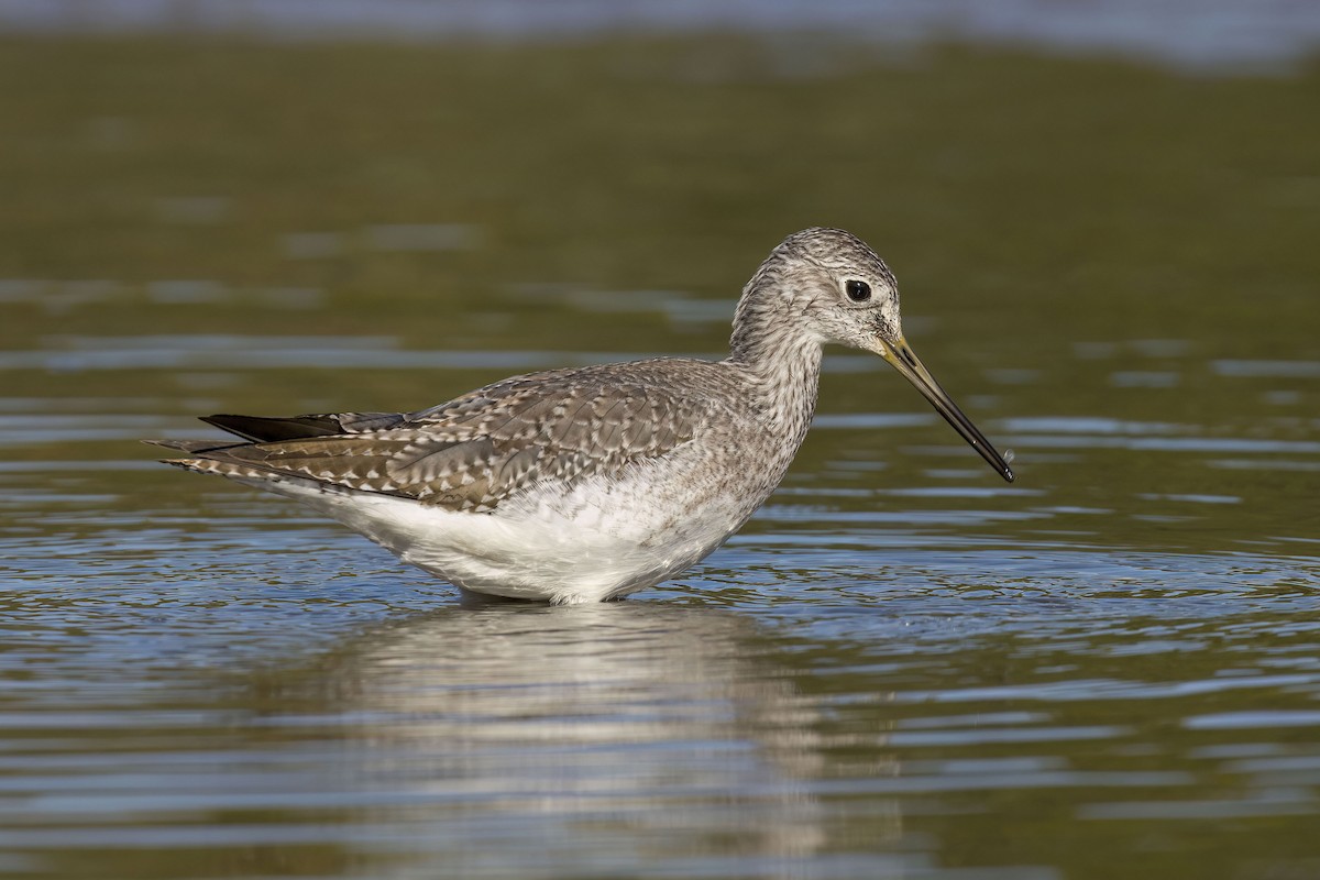 Greater Yellowlegs - ML642893833