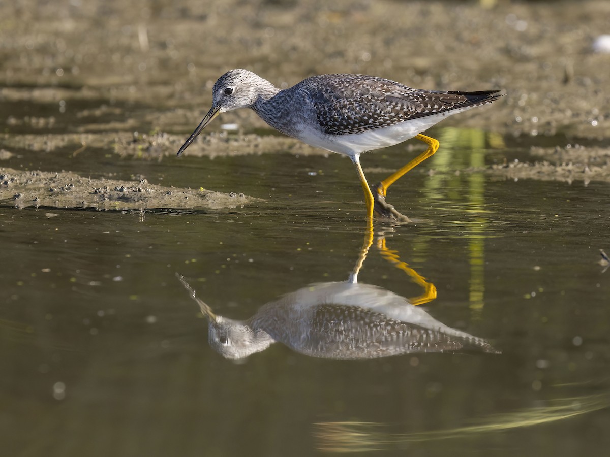 Greater Yellowlegs - ML642893834
