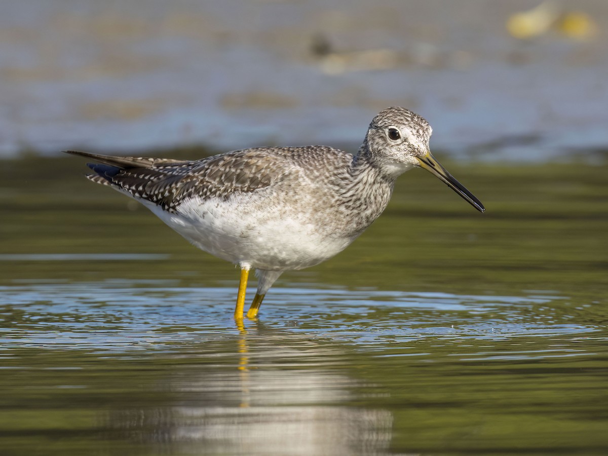 Greater Yellowlegs - ML642893835
