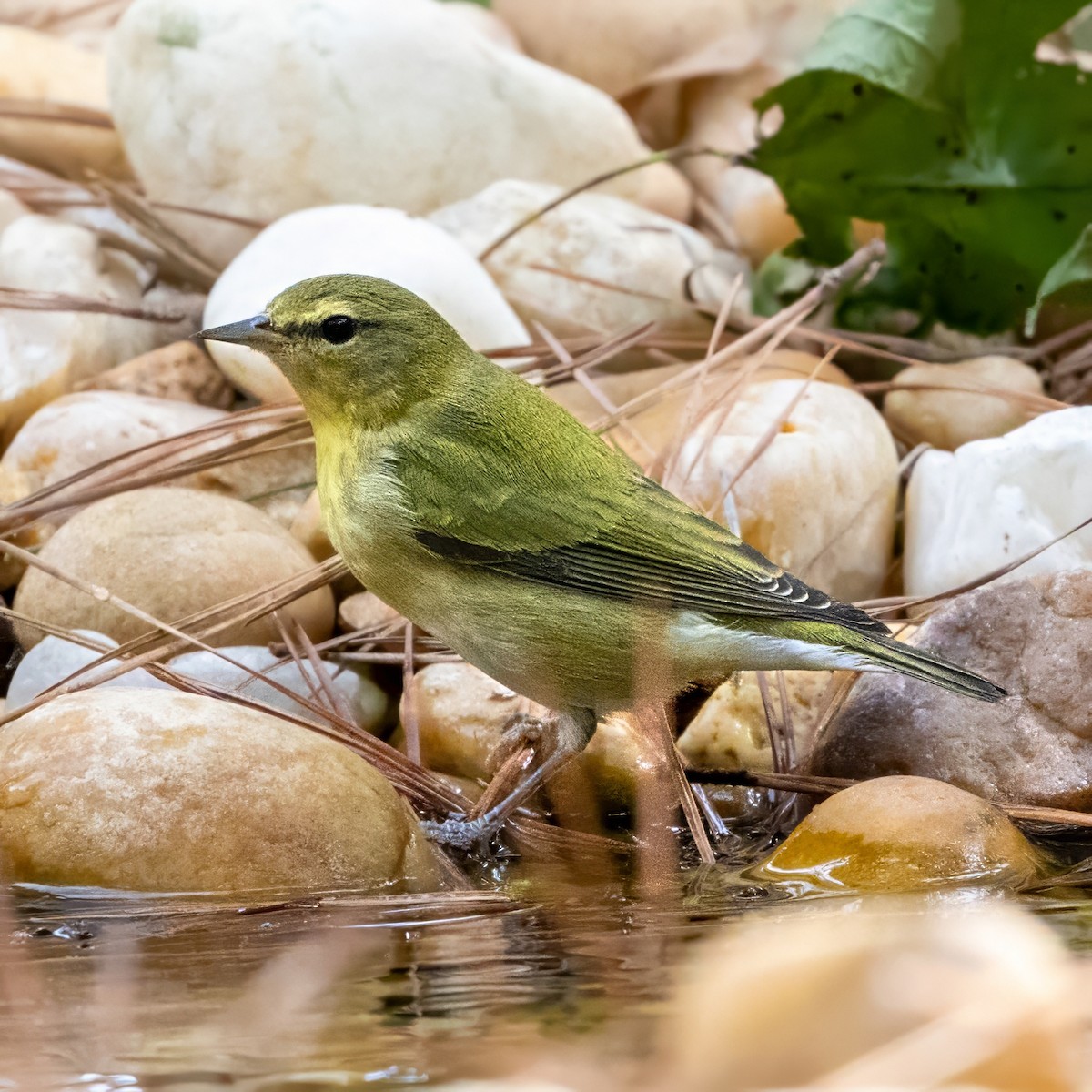 Tennessee Warbler - ML642893836