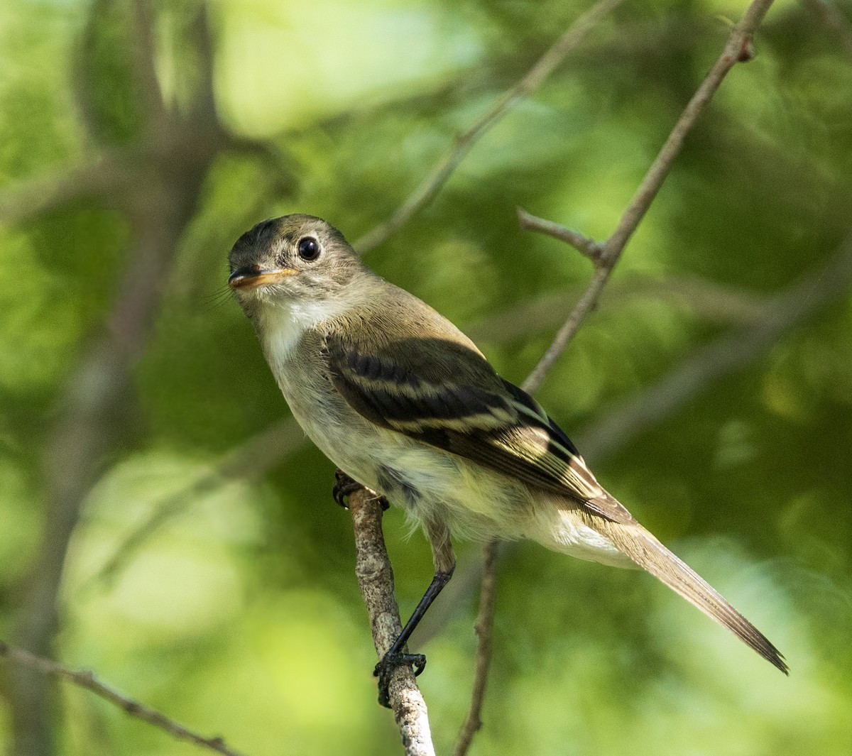 Least Flycatcher - ML642893837