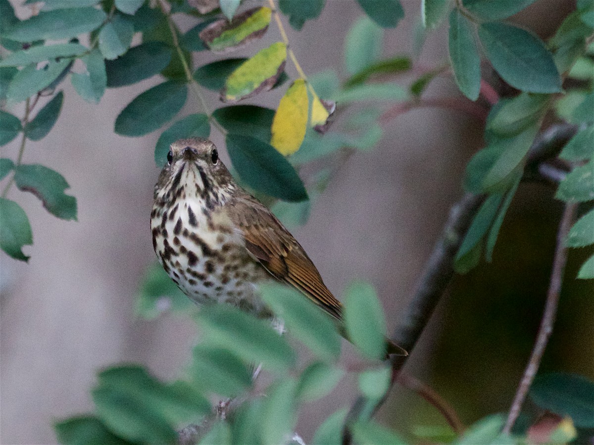 Hermit Thrush - ML642893838