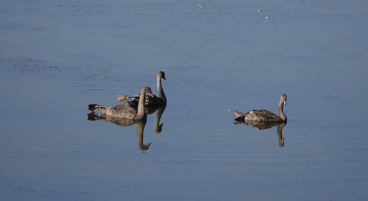 Black Swan - ML642893839