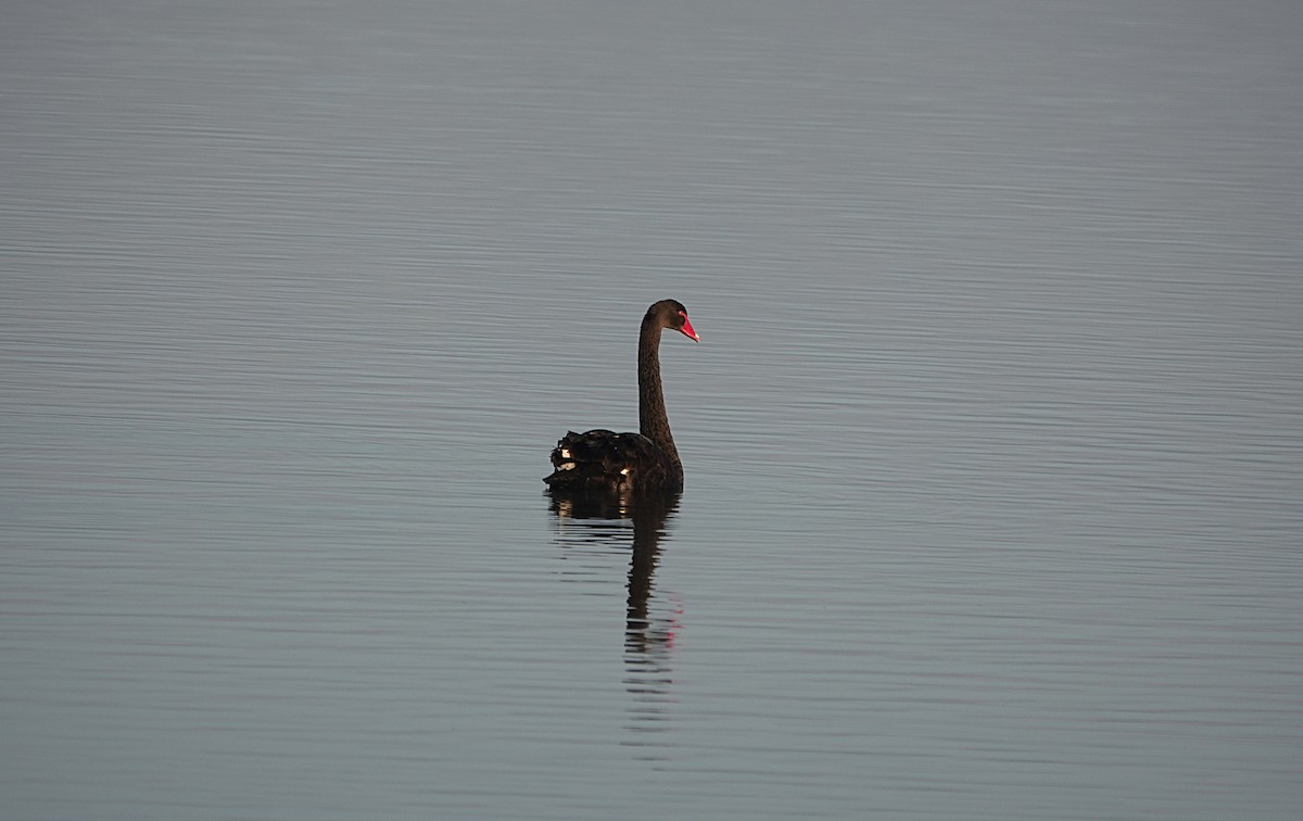 Black Swan - ML642893840