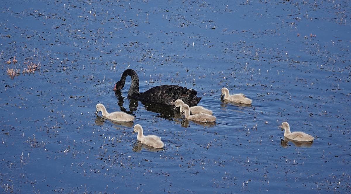 Black Swan - ML642893841