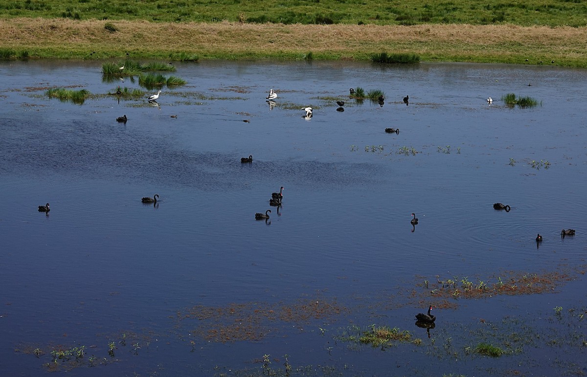 Black Swan - ML642893842