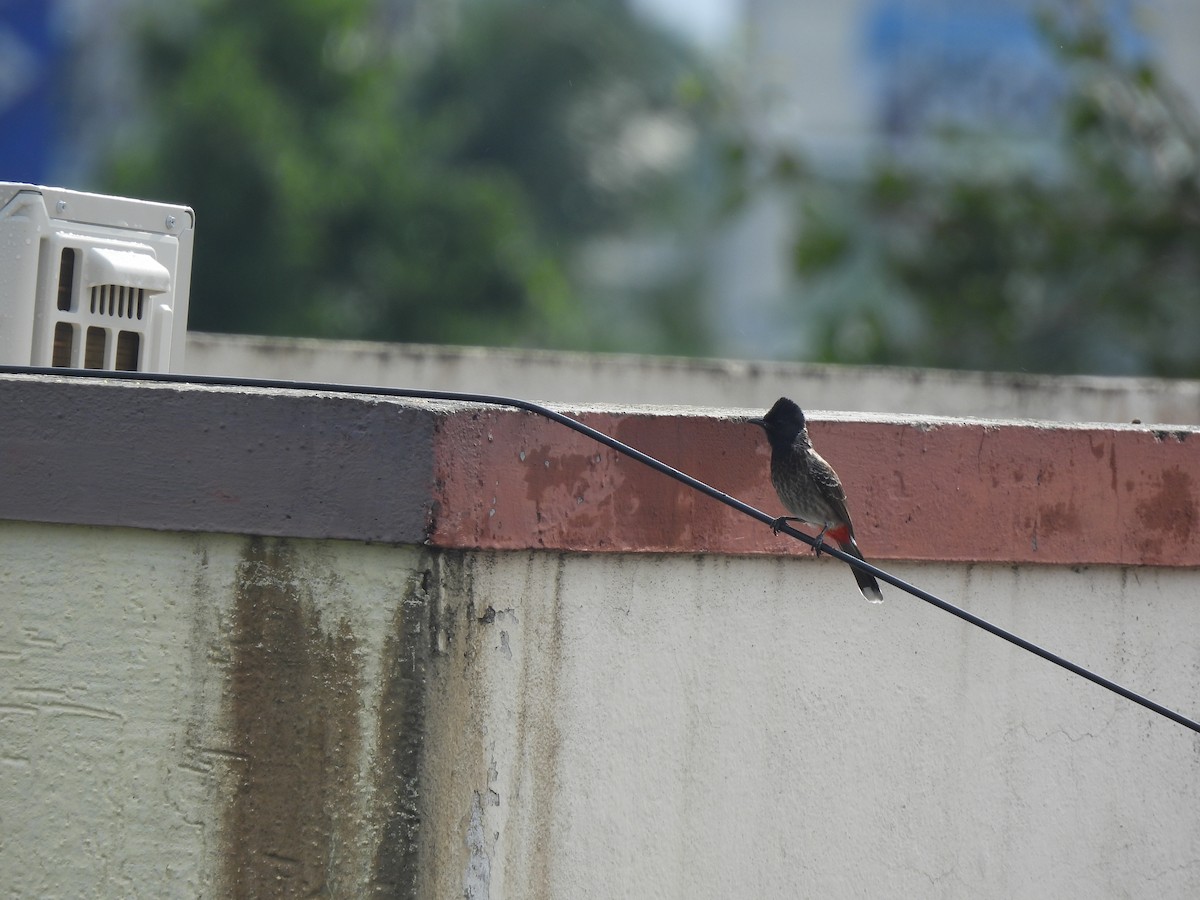 Red-vented Bulbul - ML642893843