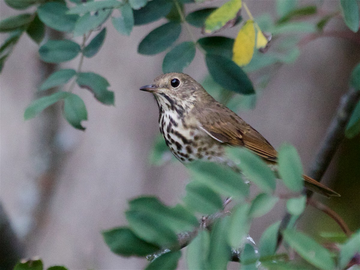 Hermit Thrush - ML642893844