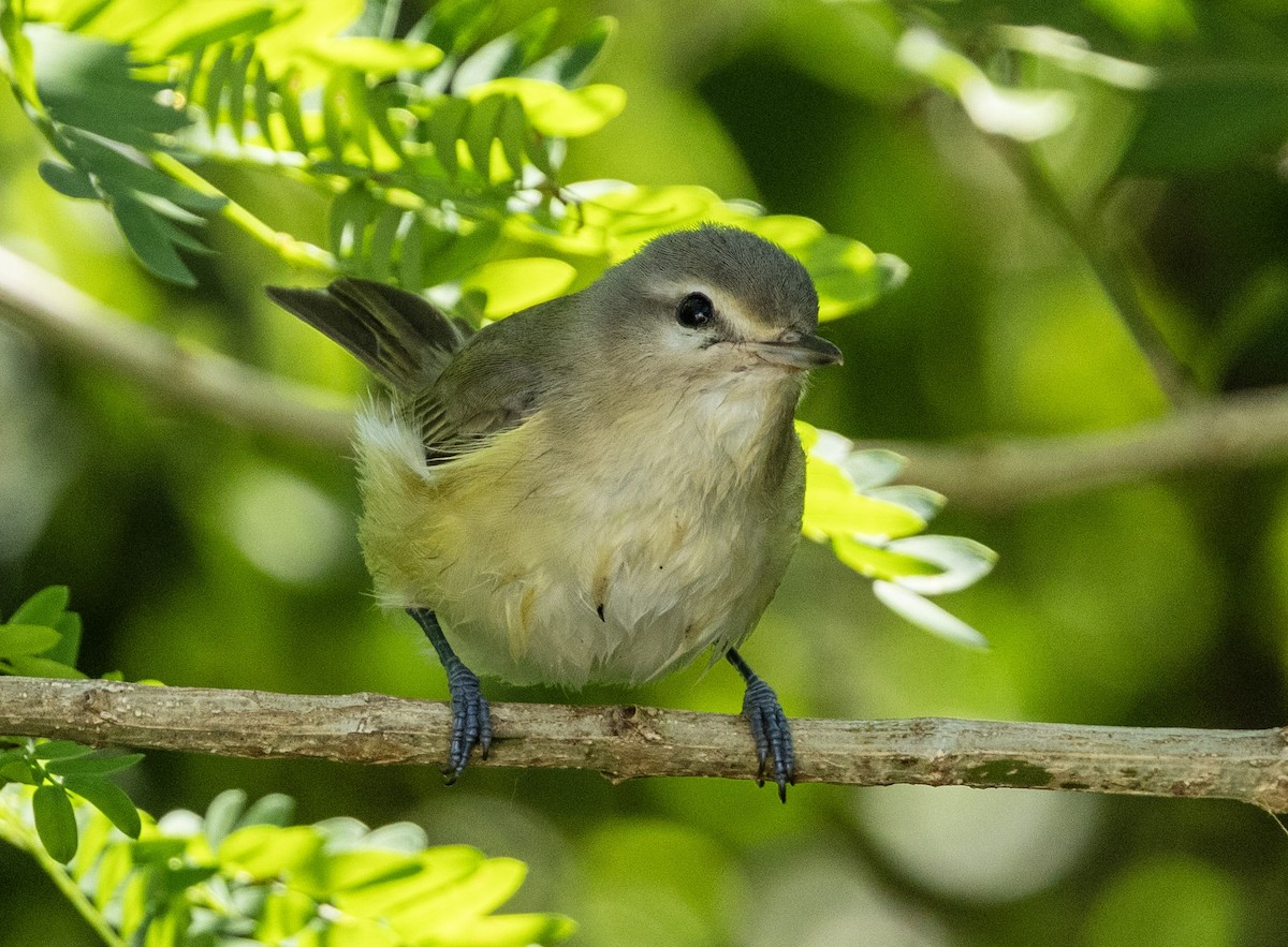 Warbling Vireo - ML642893847