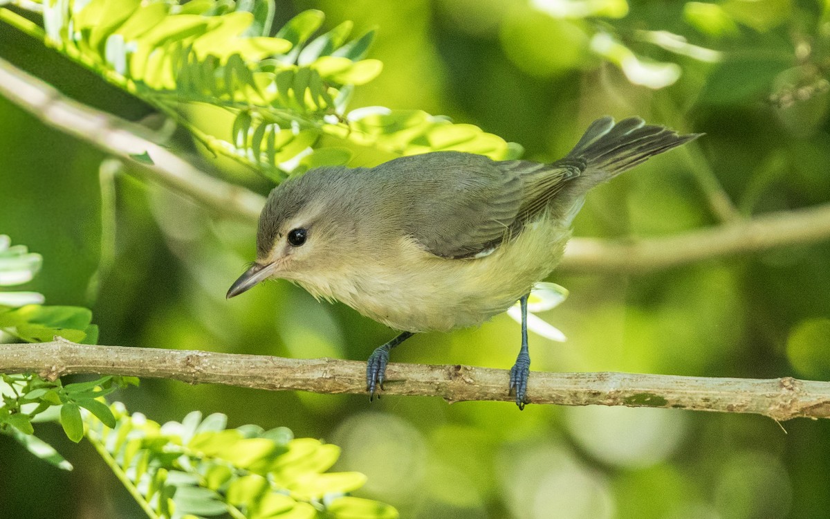 Warbling Vireo - ML642893848