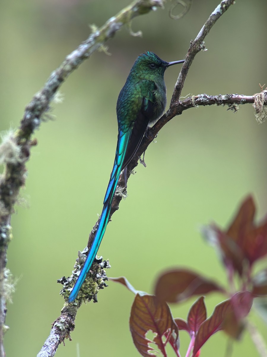 Long-tailed Sylph - ML642893849