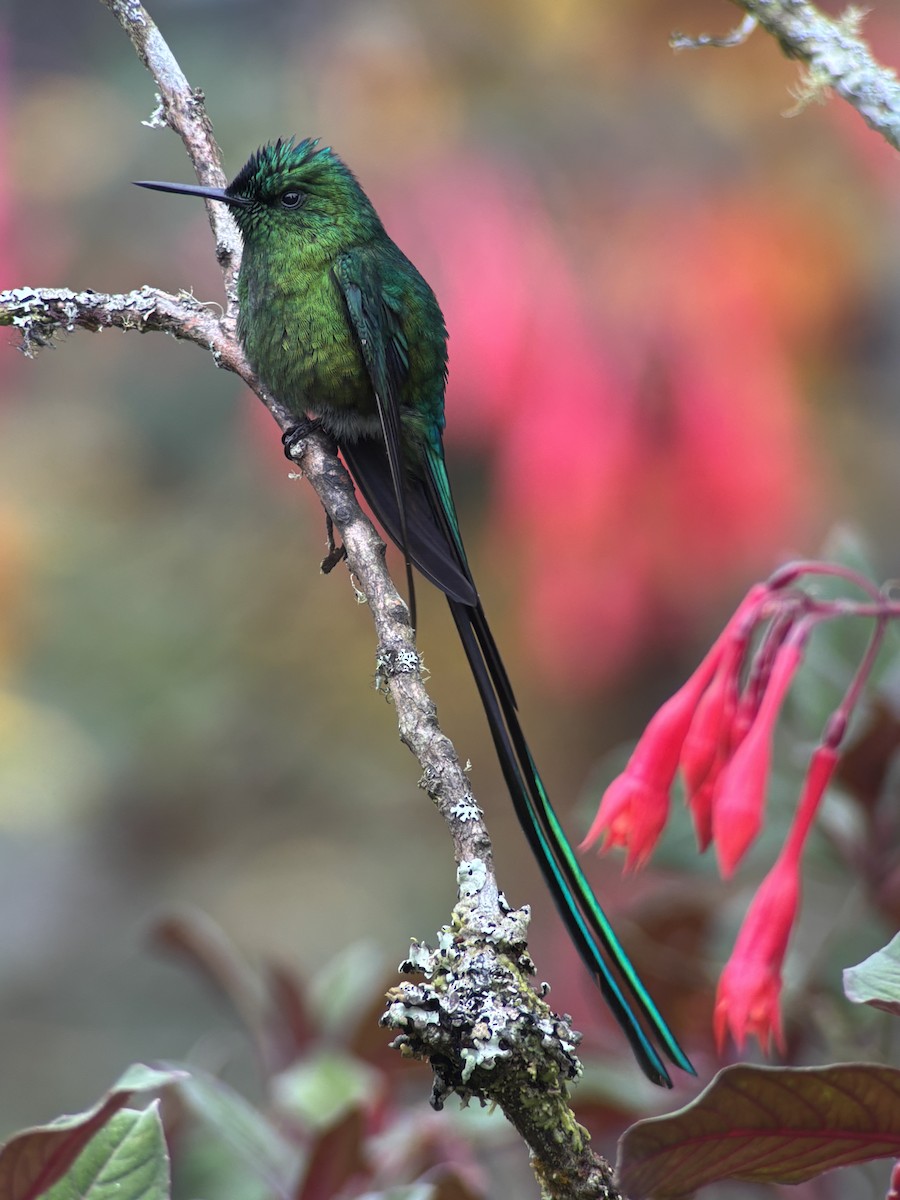 Long-tailed Sylph - ML642893850