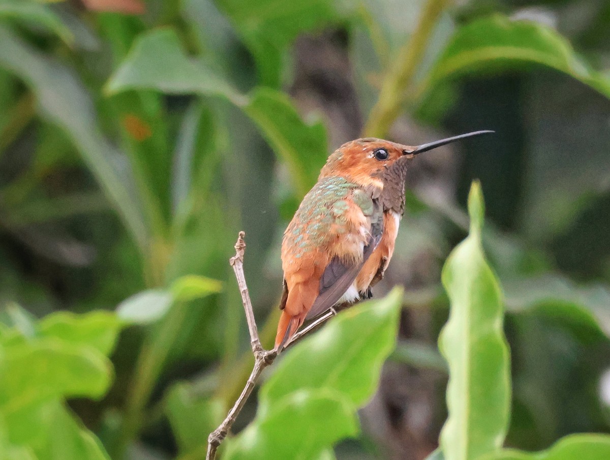 Allen's Hummingbird - ML642893851