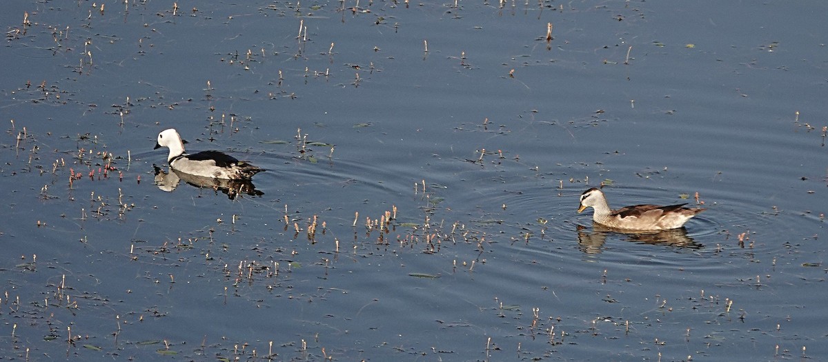 Cotton Pygmy-Goose - ML642893852