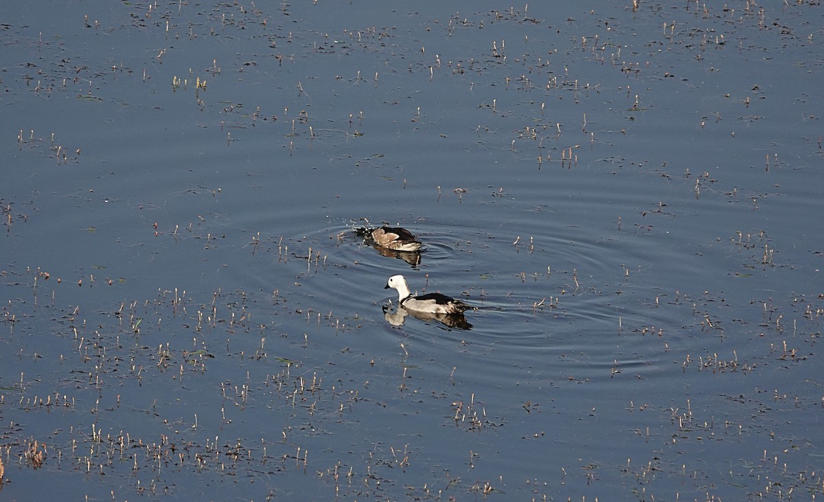 Cotton Pygmy-Goose - ML642893853
