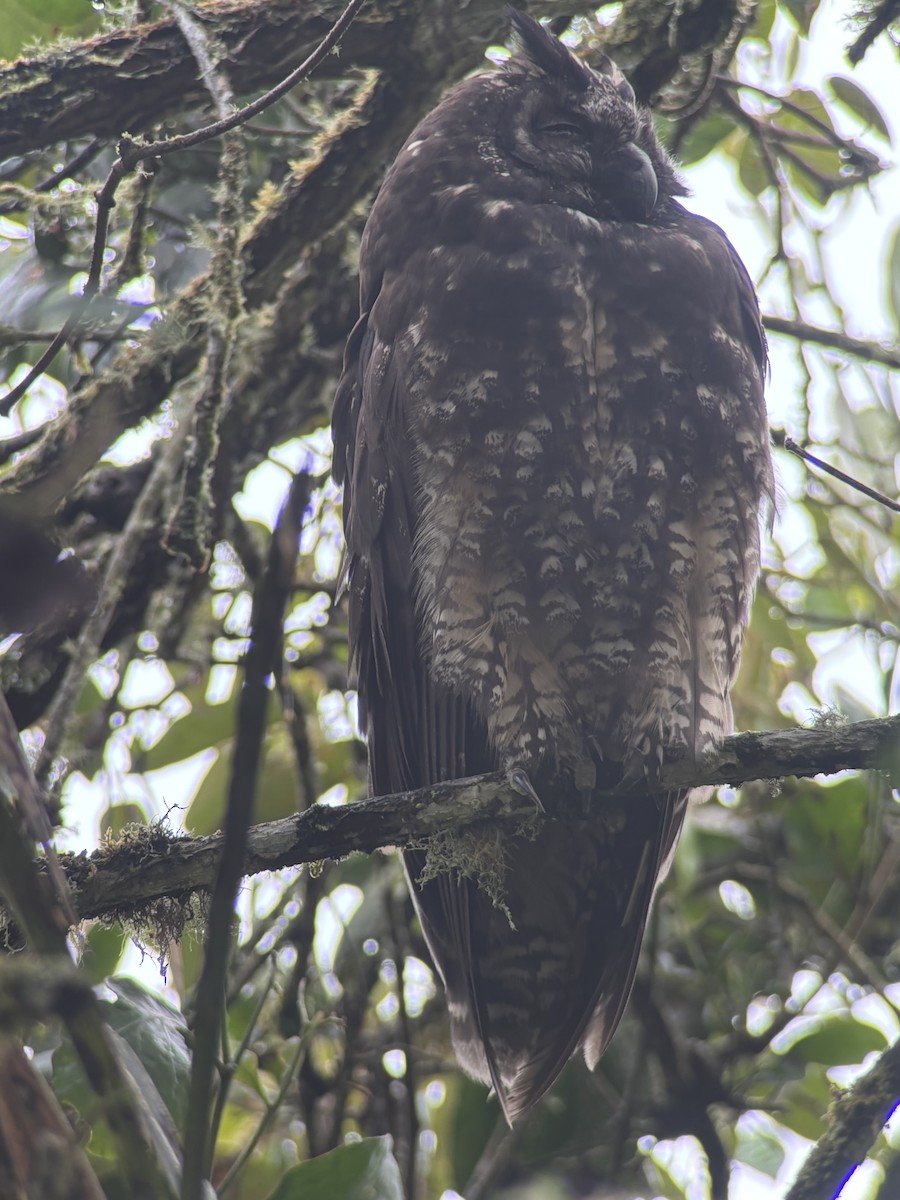 Stygian Owl - ML642893861