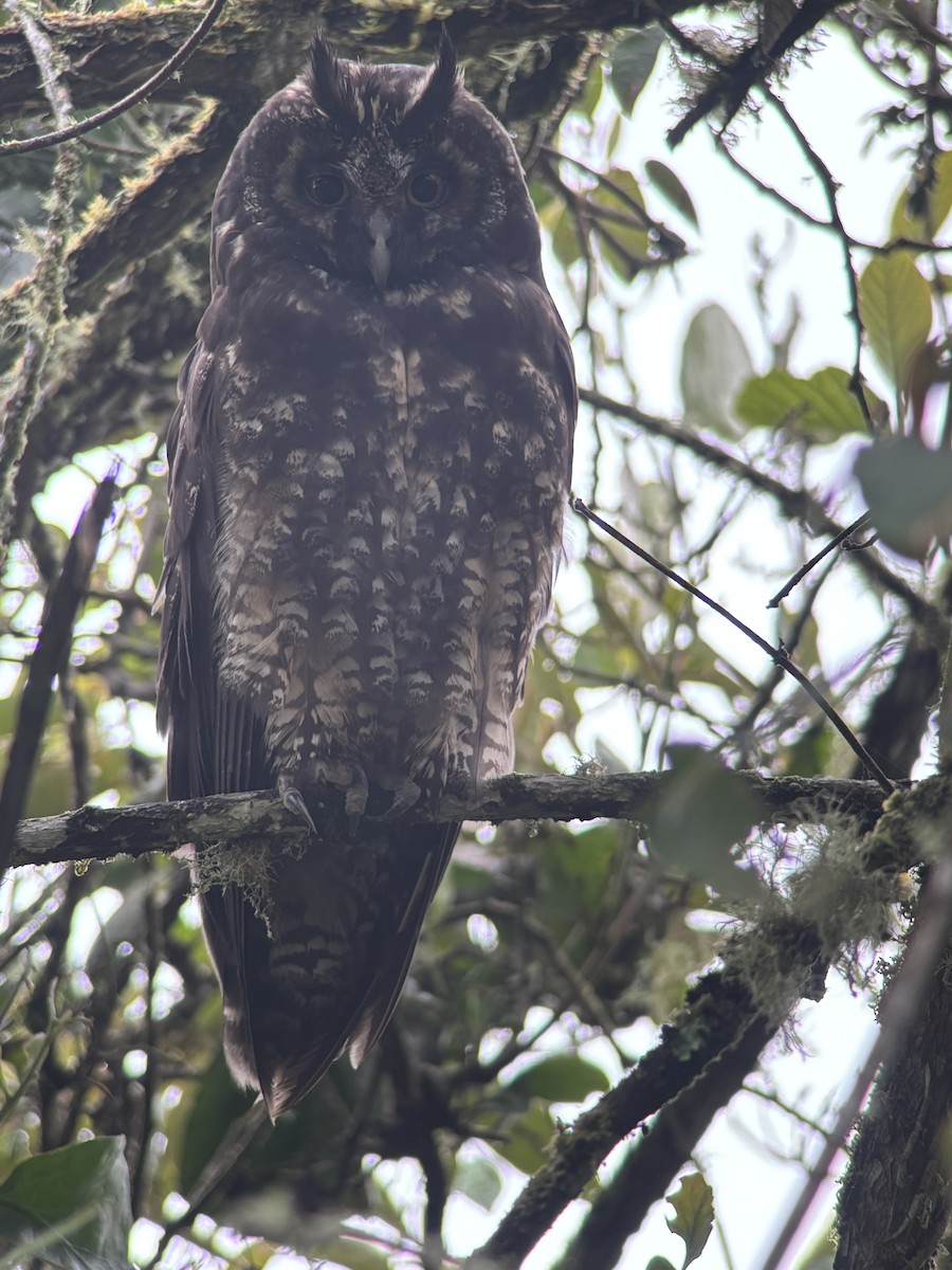Stygian Owl - ML642893862
