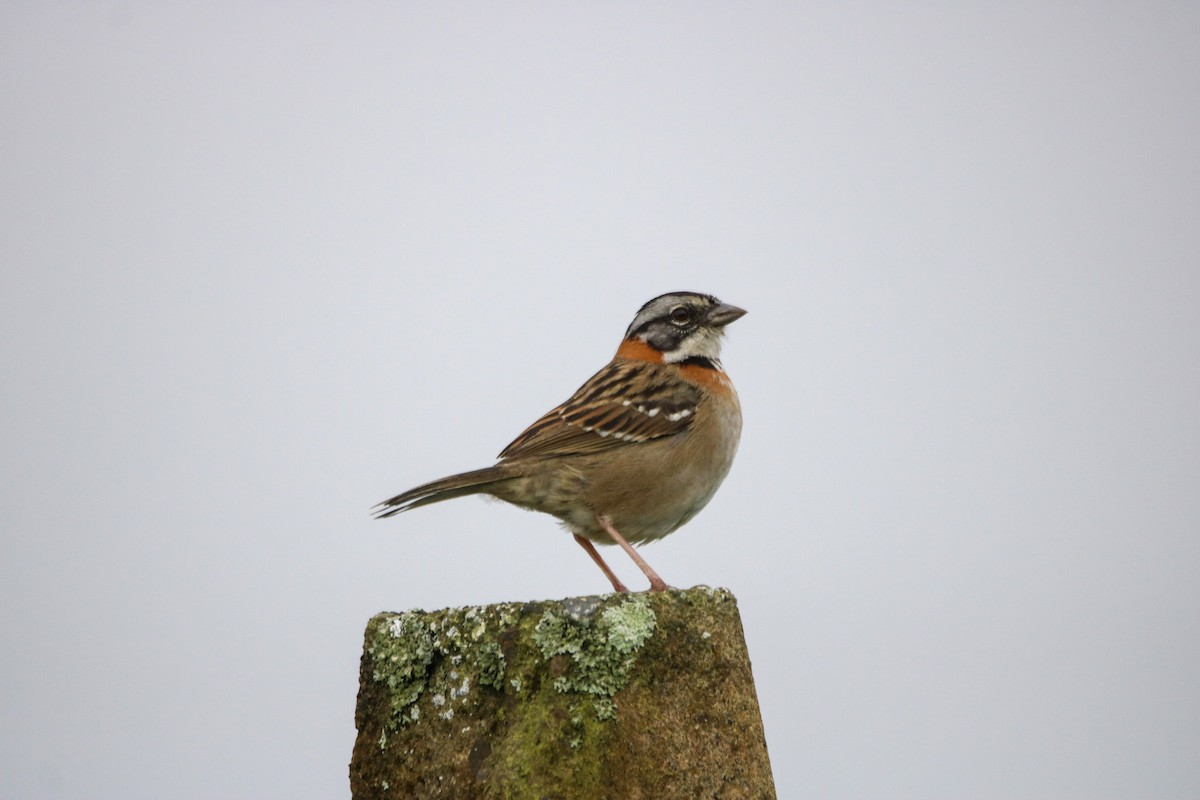Rufous-collared Sparrow - ML642893864
