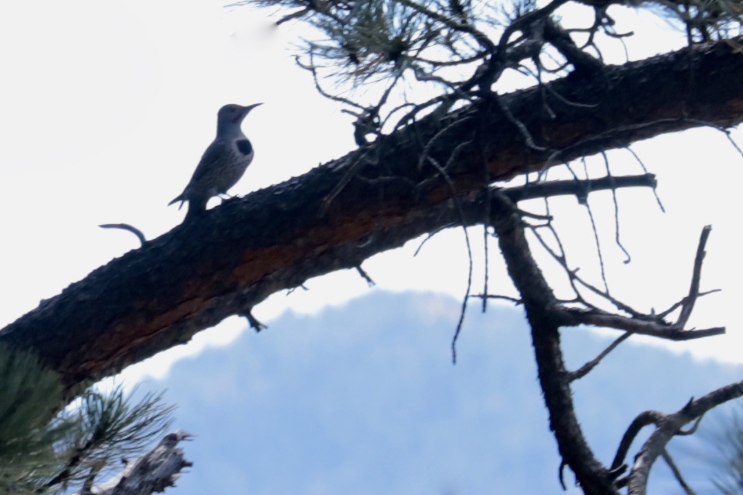 Northern Flicker (Red-shafted) - ML642893868