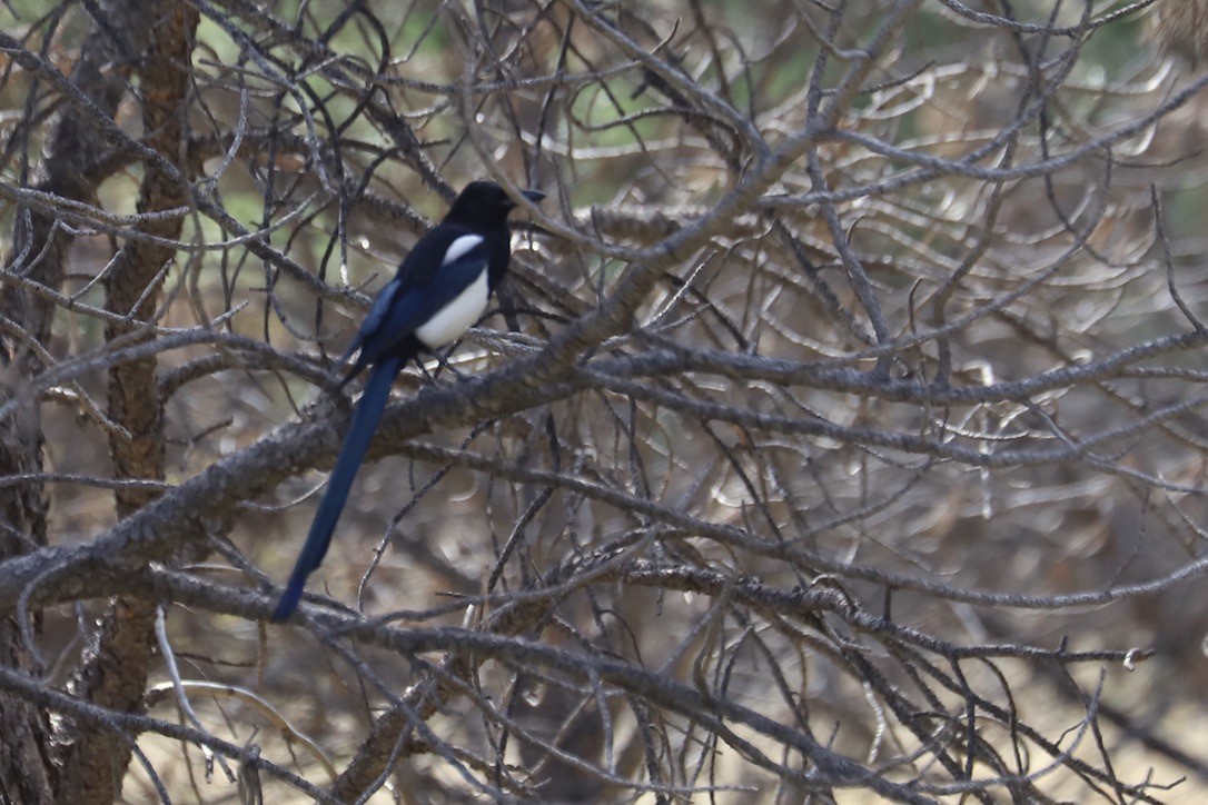 Black-billed Magpie - ML642893873