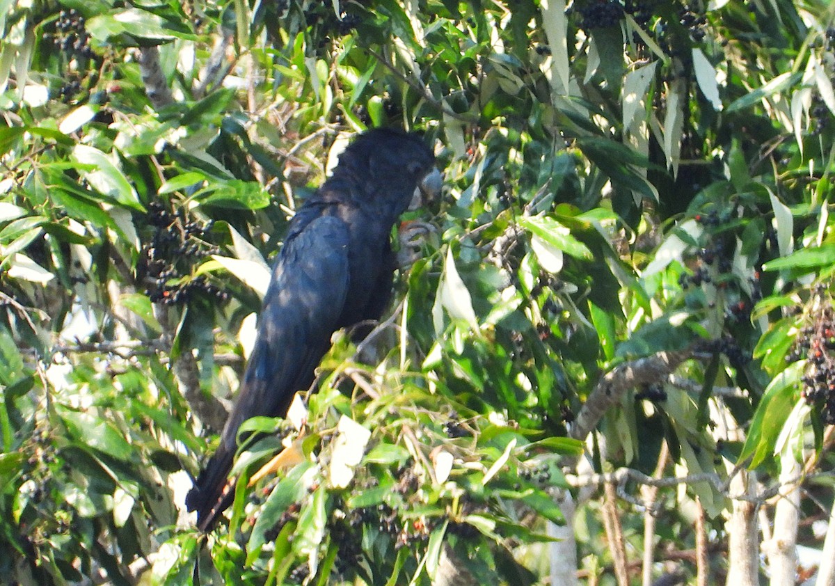 Red-tailed Black-Cockatoo - ML642893874