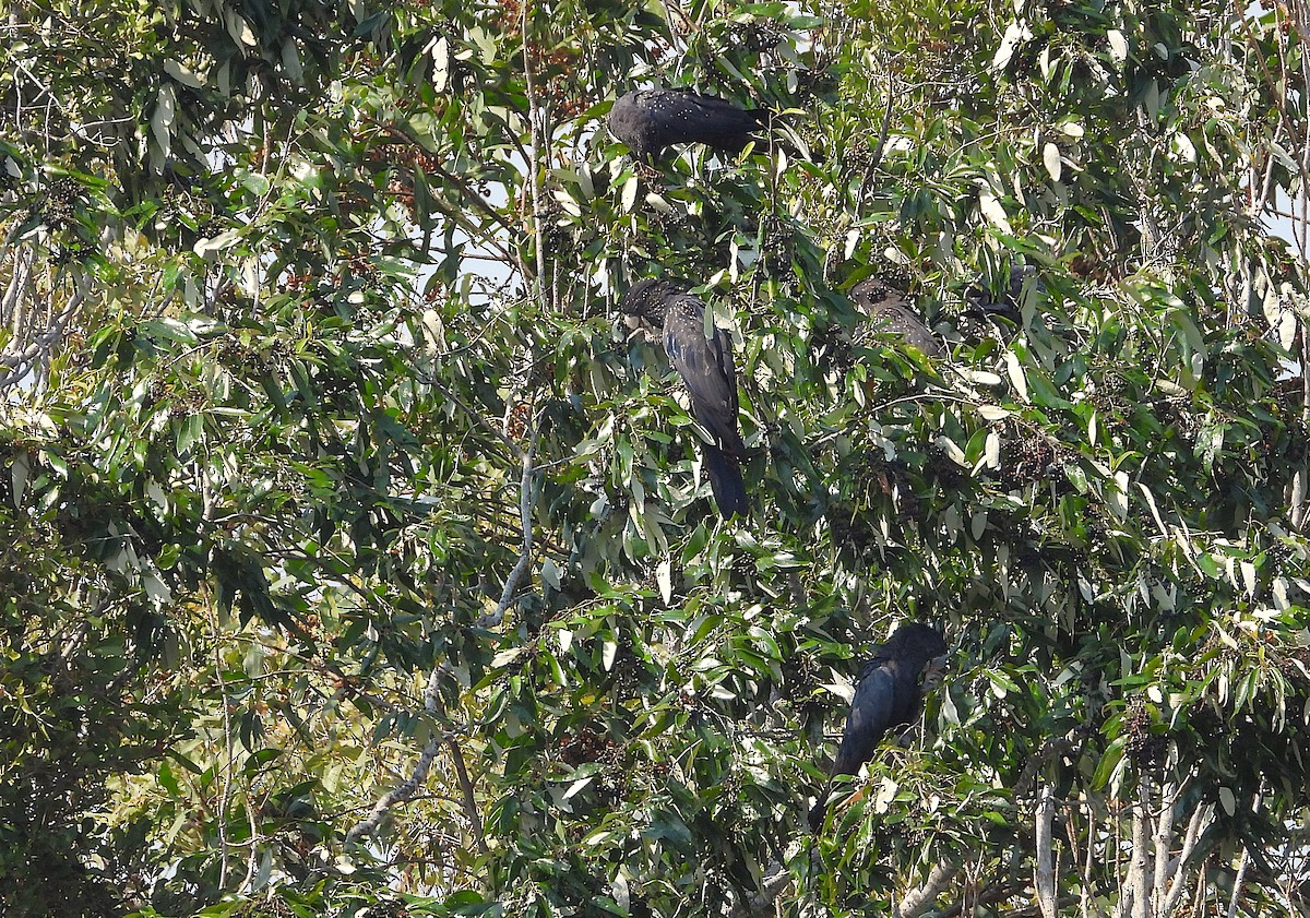 Red-tailed Black-Cockatoo - ML642893879