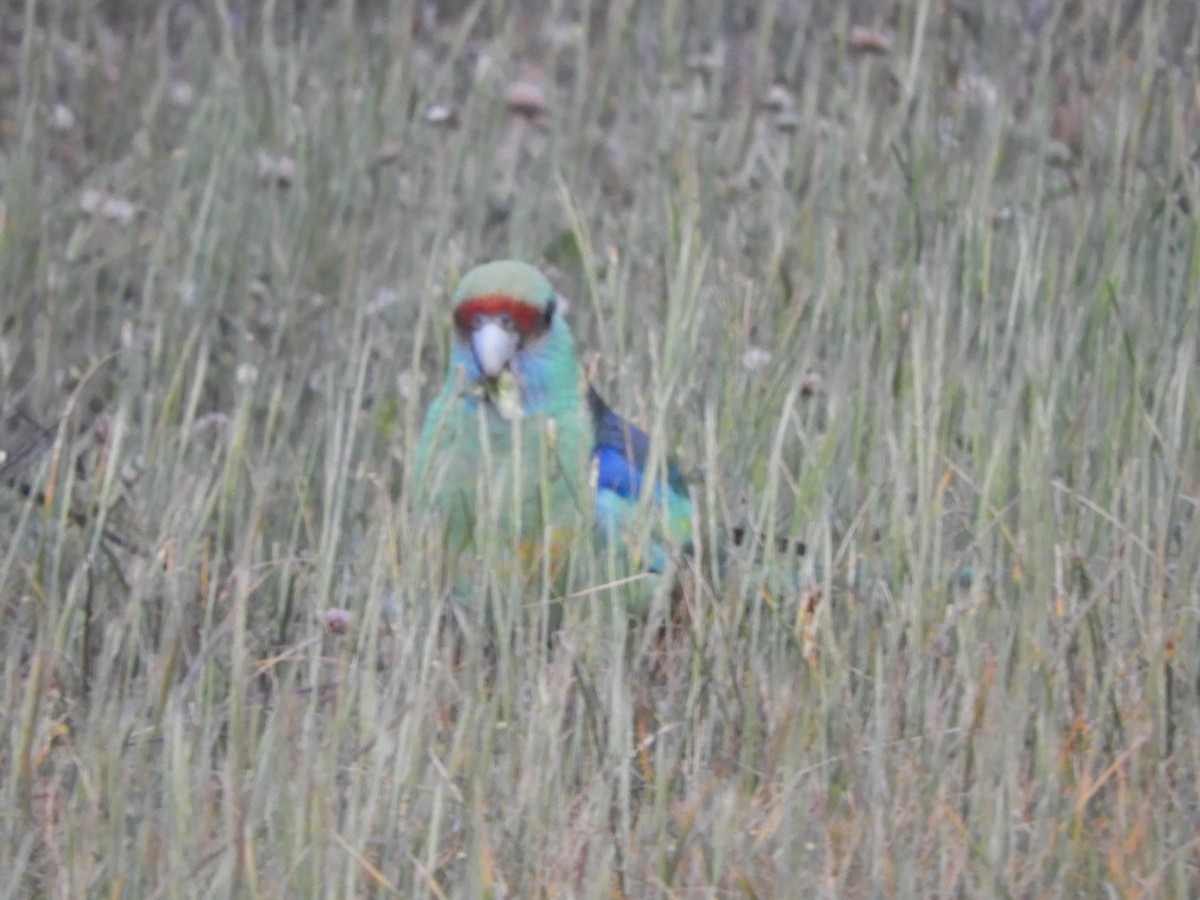 Australian Ringneck - ML642893880