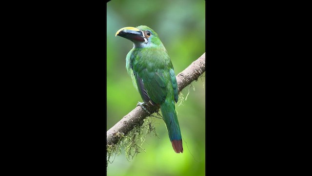 Southern Emerald-Toucanet - ML642893885