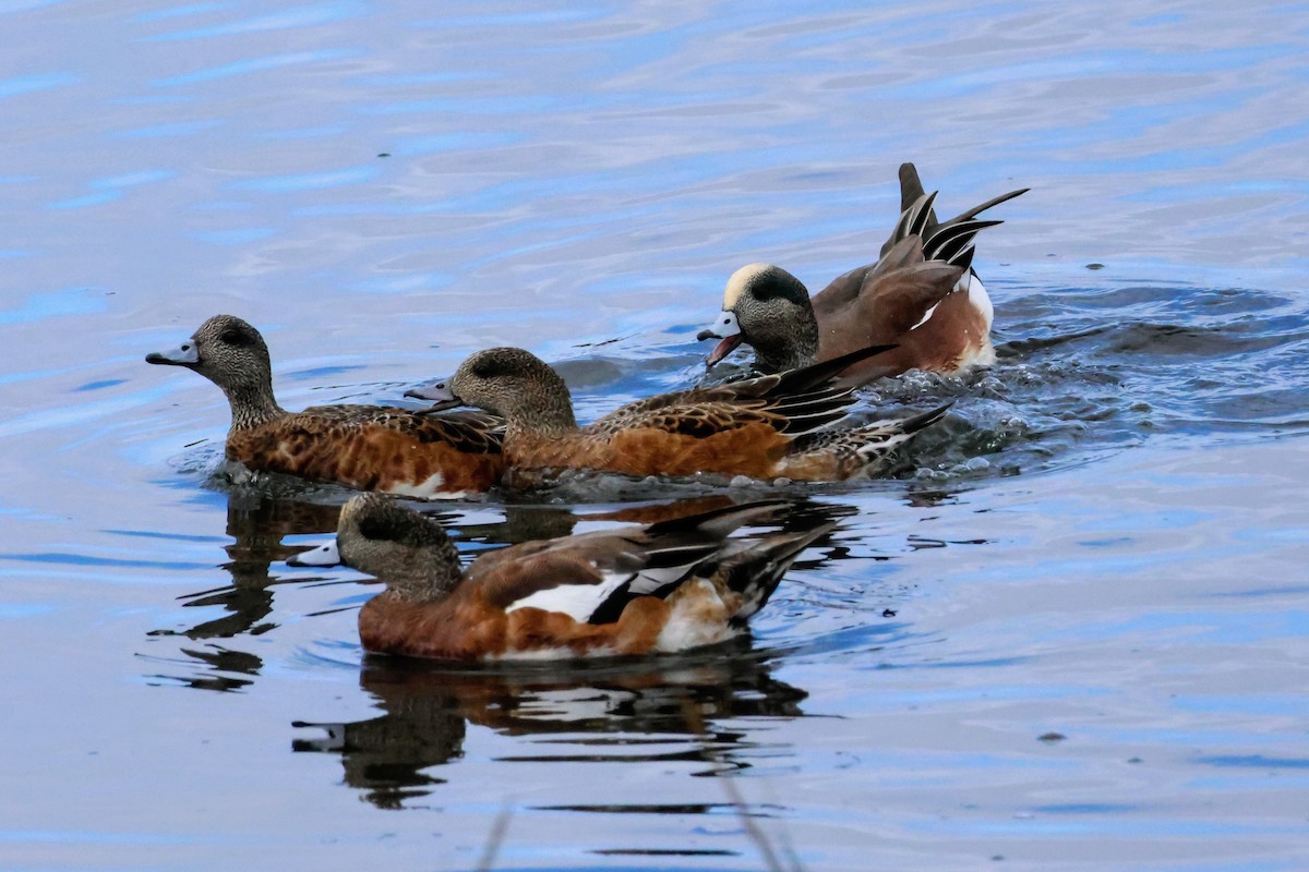 American Wigeon - ML642893886