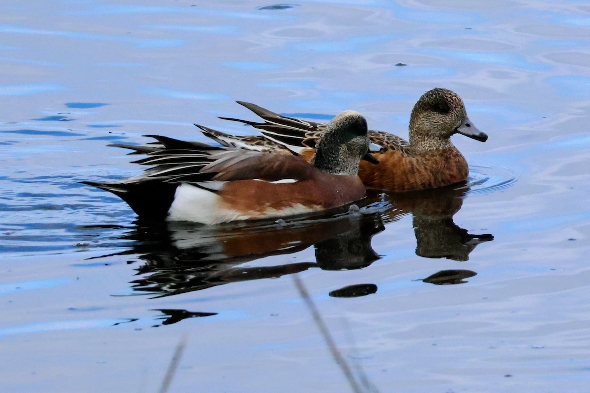 American Wigeon - ML642893887