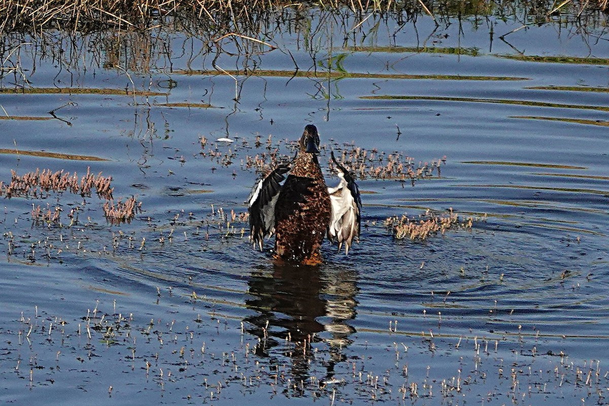 Australasian Shoveler - ML642893888