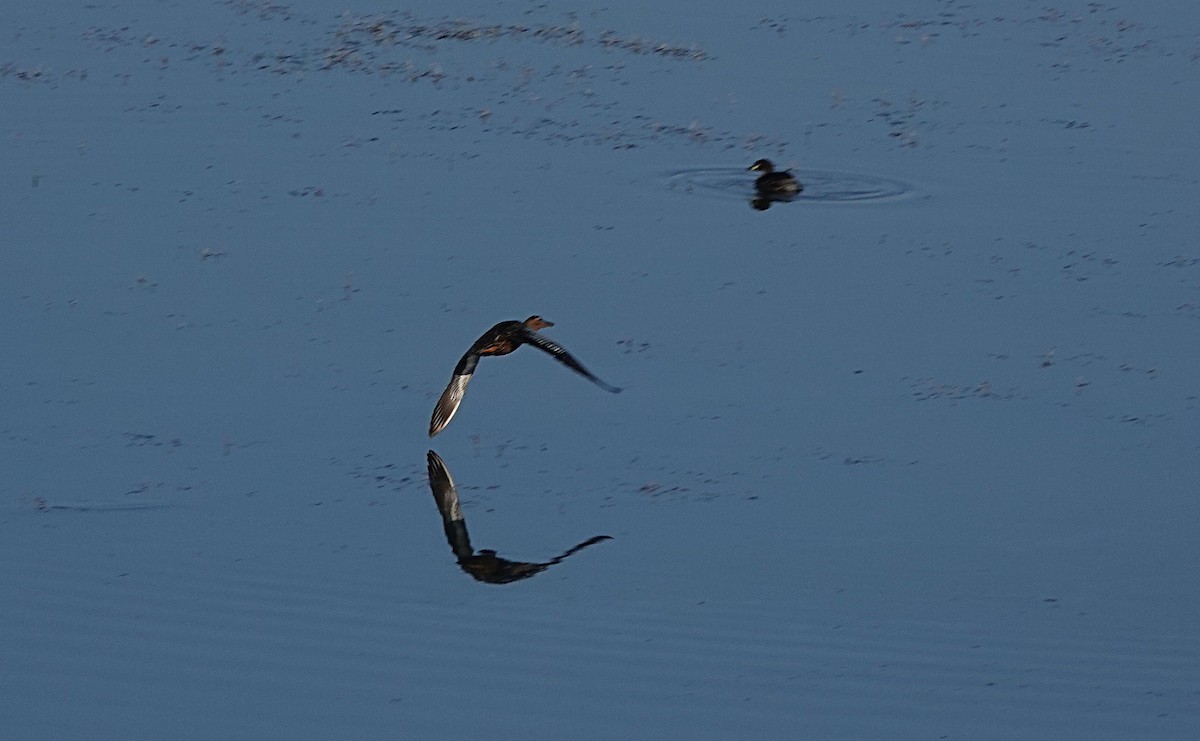 Australasian Shoveler - ML642893889