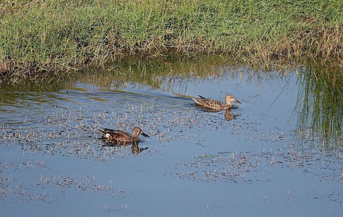 Australasian Shoveler - ML642893890