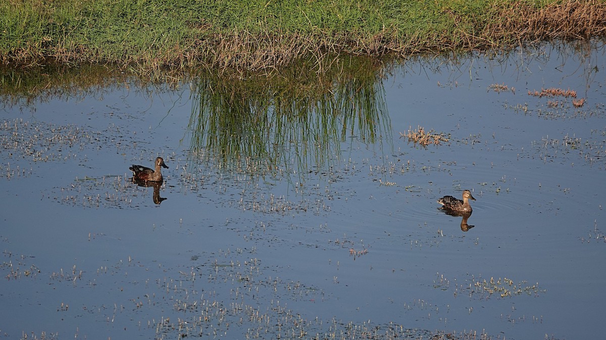 Australasian Shoveler - ML642893891