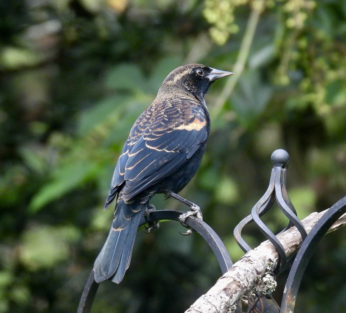 Red-winged Blackbird - ML642893892