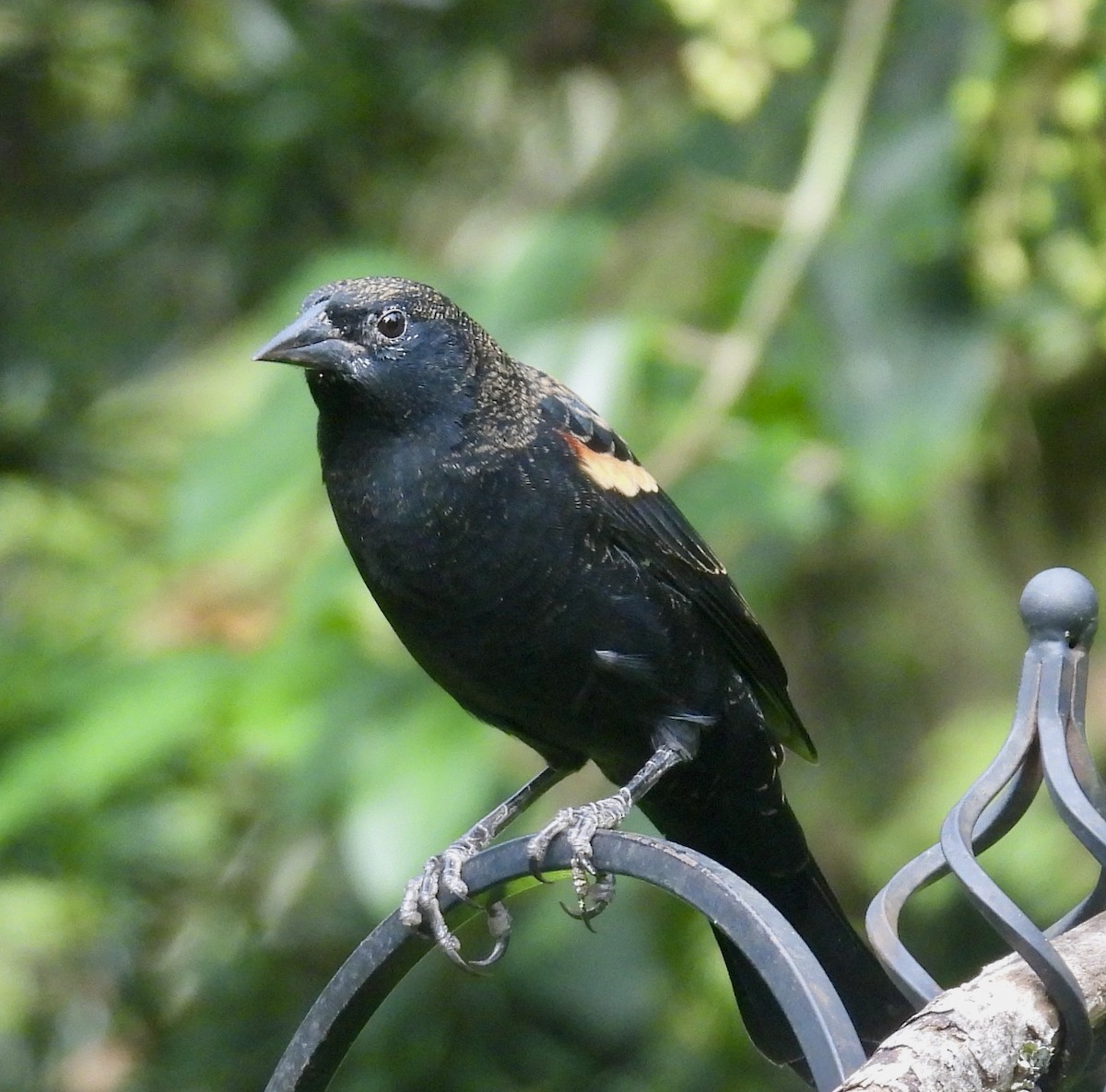 Red-winged Blackbird - ML642893893