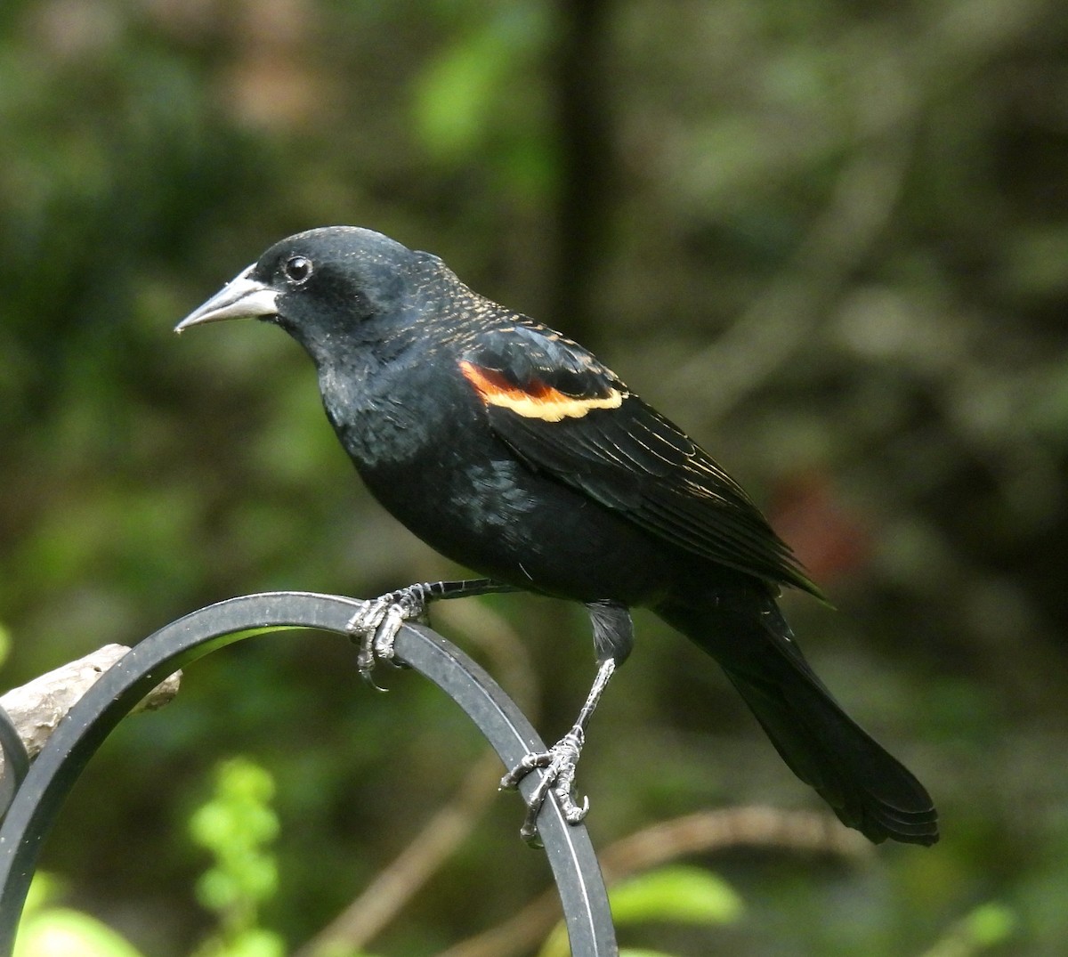 Red-winged Blackbird - ML642893894