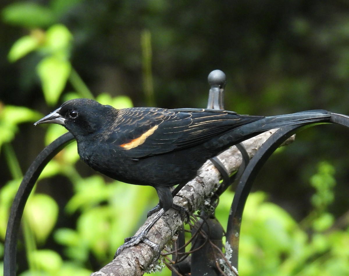 Red-winged Blackbird - ML642893895