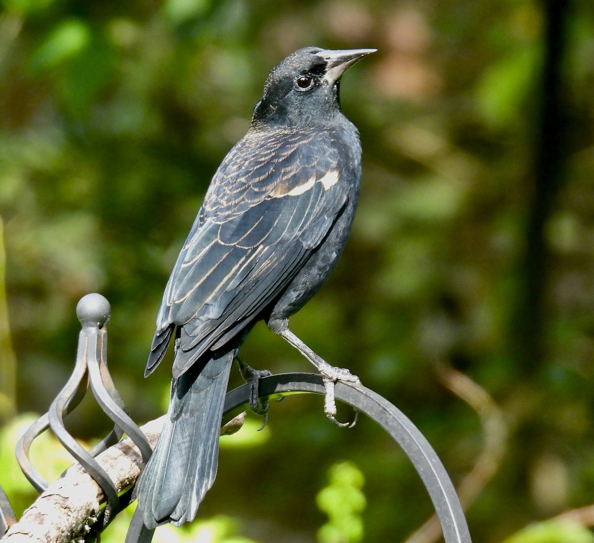 Red-winged Blackbird - ML642893896