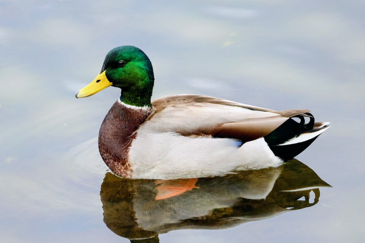 Mallard - ML642893897