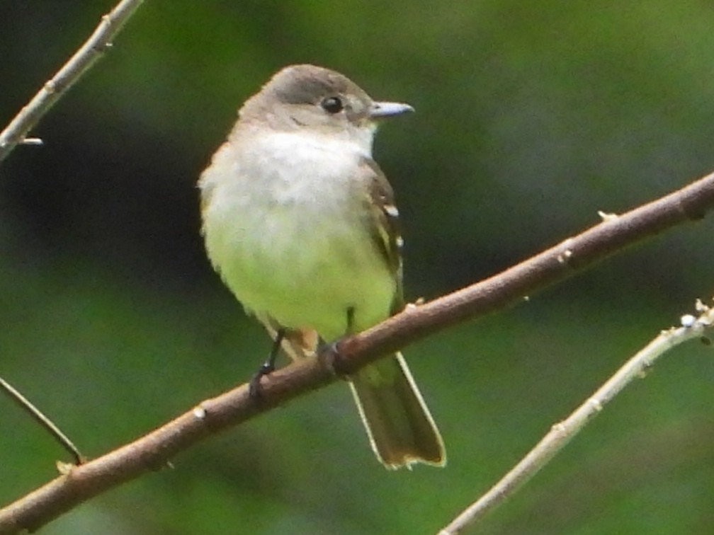 Alder Flycatcher - ML642893899