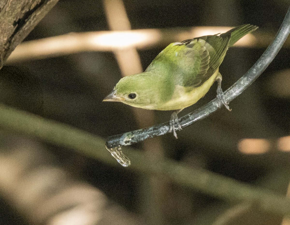 Painted Bunting - ML642893902