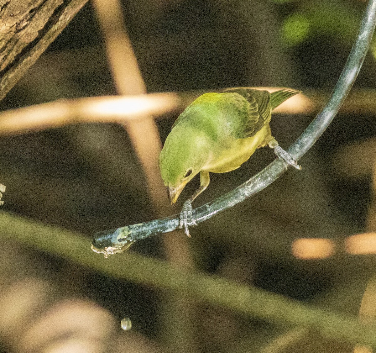 Painted Bunting - ML642893903