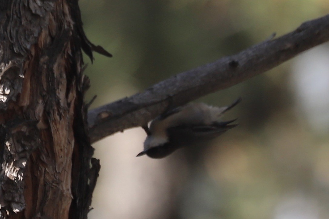 Pygmy Nuthatch - ML642893906
