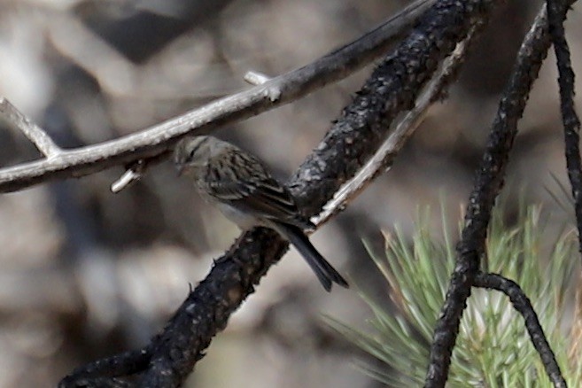 Pygmy Nuthatch - ML642893907