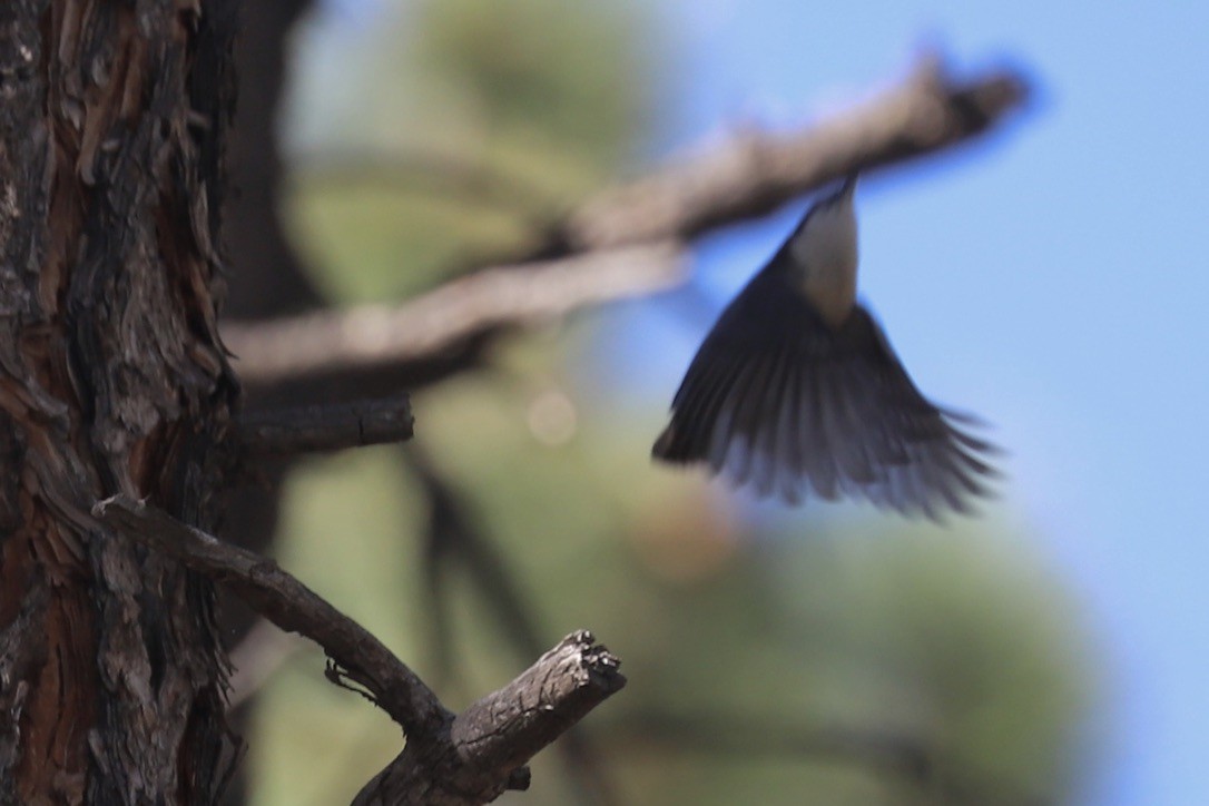 Pygmy Nuthatch - ML642893908