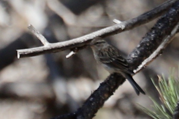Pygmy Nuthatch - ML642893909