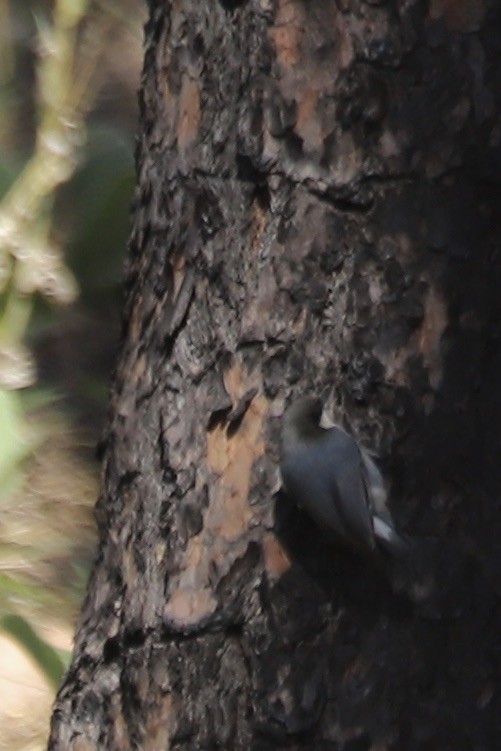 Pygmy Nuthatch - ML642893910